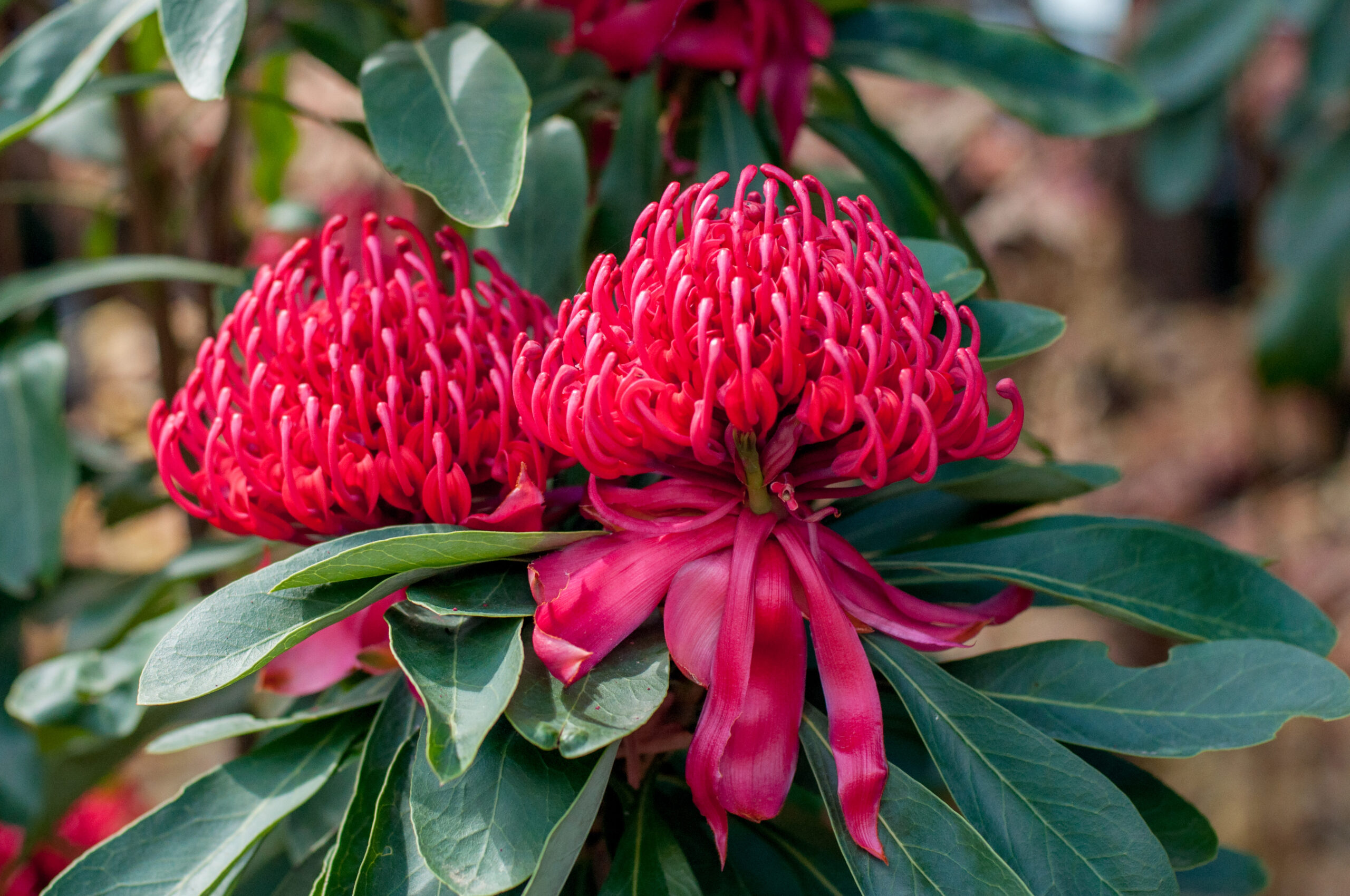 Telopea 'Wild Brumby Mallee Boy' Waratah in a 15cm pot, featuring two vibrant red flowers and lush green leaves, photographed outdoors with a softly blurred natural background.