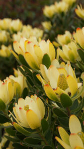 Leucadendron 'Lemon Spice' features yellow and red-tipped flowers with lush green leaves, thriving densely outdoors and ideal for adding vibrant color to your space in an 8" pot.
