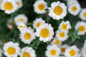 Close-up of Rhodanthe 'Paper Baby' Everlasting Daisy flowers with white petals and yellow centers, in a 6" pot, surrounded by green foliage.