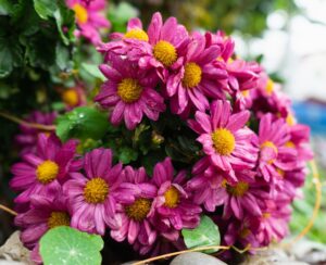 Chrysanthemum 'Limbo Rose' in a 4" pot features vibrant magenta daisies with yellow centers, dewy petals, and lush green leaves.