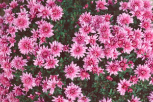 Top view of Chrysanthemum 'Youpi Pink' in a 4" pot, featuring vibrant pink blooms and lush green foliage.