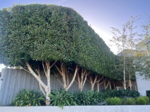 A row of closely planted Ficus hillii 'Flash' trees with dense, neatly trimmed foliage above exposed trunks, bordered by green shrubs and a light gray fence.