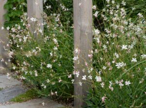 Gaura 'Pixie White' in a 6" pot features clusters of delicate white flowers and green foliage, perfect for growing around wooden posts or along stone pathways.