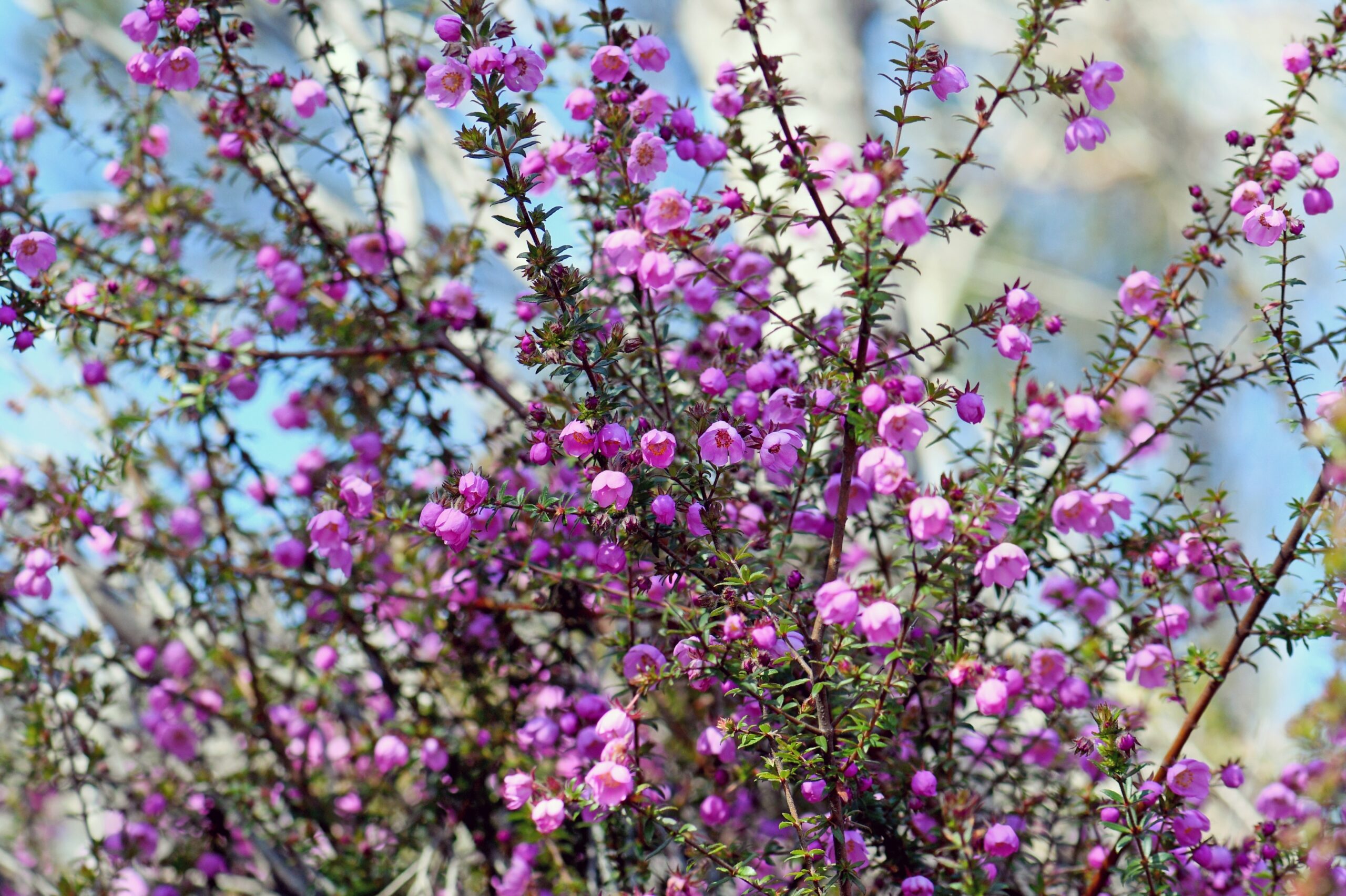Close-up of Bauera 'Candy Stripe™' in a 6" pot, displaying clusters of small pink flowers and slender green stems set against a blurred outdoor background.