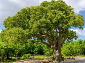 A Celtis ‘European Nettle Tree’ (Field Dug Tree Medium) with a sturdy trunk and broad, leafy branches stands near a bench and rocks in a sunny, green park setting.