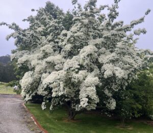 The Cornus kousa 'Chinese Dogwood' features dense branching and clusters of white flowers. Ideal for planting near lawns or paths, it's available in a 20cm pot for easy planting.