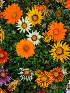 Gazania 'Mixed Varieties' 8" Pot features colorful blooms in orange, yellow, white, and pink, set among lush green foliage for a vibrant display.