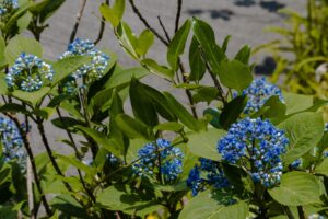 Dichroa 'Evergreen Hydrangea' 8" Pot features clusters of small blue flowers and green leaves on a lush shrub, displayed against a softly blurred background.