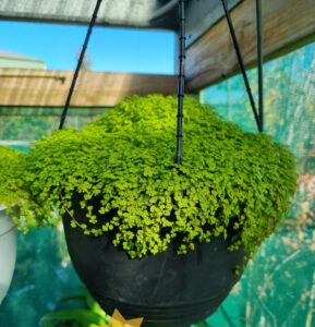 A Soleirolia 'Golden Baby's Tears' 8" Hanging Basket with lush, small-leaved green foliage in a black basket, ideal for shaded outdoor spaces.