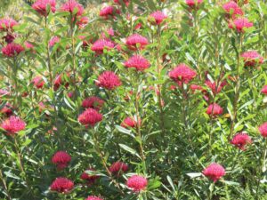 Bright pink Telopea 'Wild Brumby Digger' Waratah flowers with green stems and leaves grow closely together in sunlight, ideal for a 6" pot.