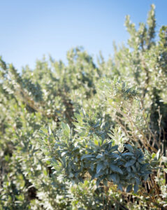 Atriplex 'Old Man Salt Bush' 15cm Pot features dense, green shrubs with thick leaves thriving in bright sunlight—an ideal, hardy addition to your garden.