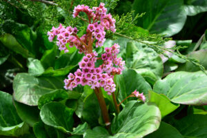 Bergenia 'Pink Delight' in a 4" pot features clusters of small pink flowers with dark centers on sturdy stems, surrounded by large, broad green leaves.