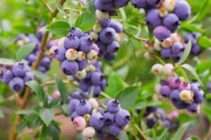 Vaccinium 'Peach Sorbet™' Blueberry in a 15cm pot offers clusters of colourful berries on leafy branches, perfect for adding beauty and fresh flavour to your garden or patio.