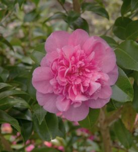 The Camellia japonica 'Laura Walker' 15cm Pot features a vibrant pink bloom surrounded by glossy green leaves, making it a stunning addition to your plant collection.