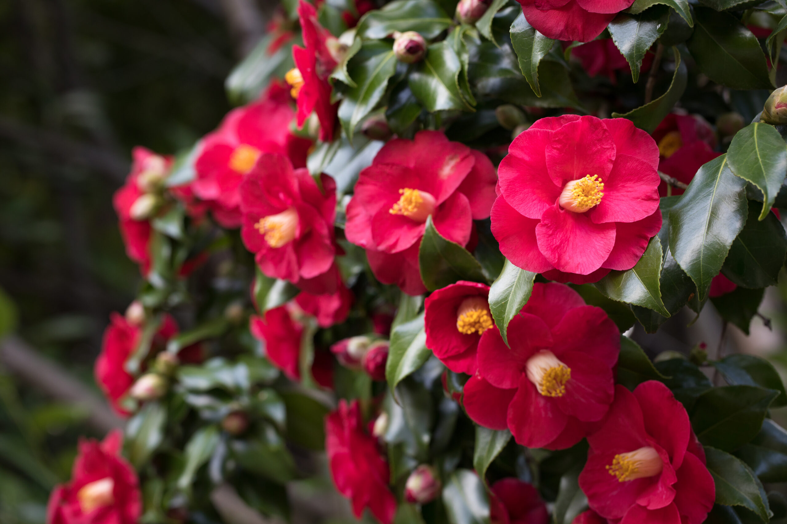 Camellia japonica 'Midnight' in a 15 cm pot features vivid red blooms with yellow centres and glossy green foliage, ideal for bringing elegance to your outdoor garden.