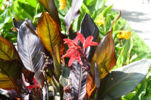 Canna Lily 'Tropical Red' in a 6" pot features bold red blooms and lush dark green-bronze leaves, ideal for sunny spots. Background foliage is green with yellow flowers.