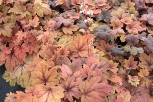 Close-up of vibrant orange, yellow, and pink Heucherella 'Sweet Tea' Foamy Bells leaves in a 6" pot, with tall flower stalks emerging, showcasing the plant’s colorful beauty.