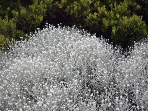 Leucophyta 'Dwarf' Cushion Bush 15cm Pot features dense clusters of silver-grey, round-tipped foliage with white stems in the foreground, complemented by green shrubbery in the background.