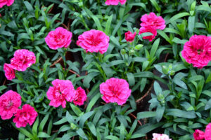 Multiple Dianthus 'Rose Joy' plants with vibrant pink blooms and green foliage, each supplied in a 4" pot, are growing closely together.