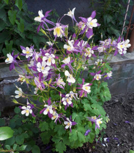 Aquilegia 'William Guiness Magpie' in a 4" pot features purple and white columbine flowers, ideal for adding striking color to your garden bed with lush foliage and decorative appeal.