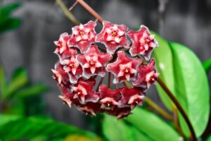 Close-up of Hoya carnosa 'Red Hoya' 5" in a hanging basket, featuring vibrant red and pink star-shaped flowers with lush green leaves, ideal for eye-catching indoor display.