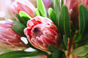 Close-up of Protea 'Lancelot' flowers in a 10" pot, displaying pink blooms with green leaves, detailed petal texture, and natural lighting.