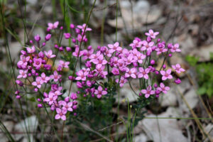 The Boronia 'Show Off' 6" Pot displays a cluster of small pink wildflowers with green stems, standing out among grass and scattered dry leaves.