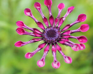 Close-up of Osteospermum 'Spider Pink' African Daisy in a 4" pot, featuring distinctive spoon-shaped purple petals against a softly blurred green background.