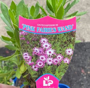 The label for Osteospermum 'Pink Fairies Wand' African Daisy 4" Pot displays purple and white flowers with green leaves, ideal for growing in a 4" pot.