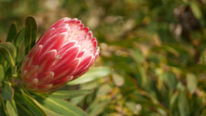 Close-up of a Protea 'Bot River Red' 10" Pot flower bud, surrounded by green leaves with a softly blurred green background.