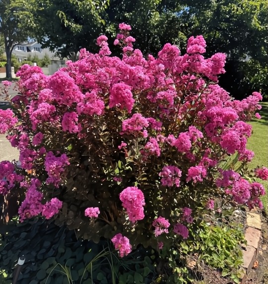 A Houston Miniature Crepe Myrtle in a 13" pot bursts into full bloom, showcasing vibrant pink flowers and lush green foliage that stand out against trees and grass, perfectly capturing summer's essence.