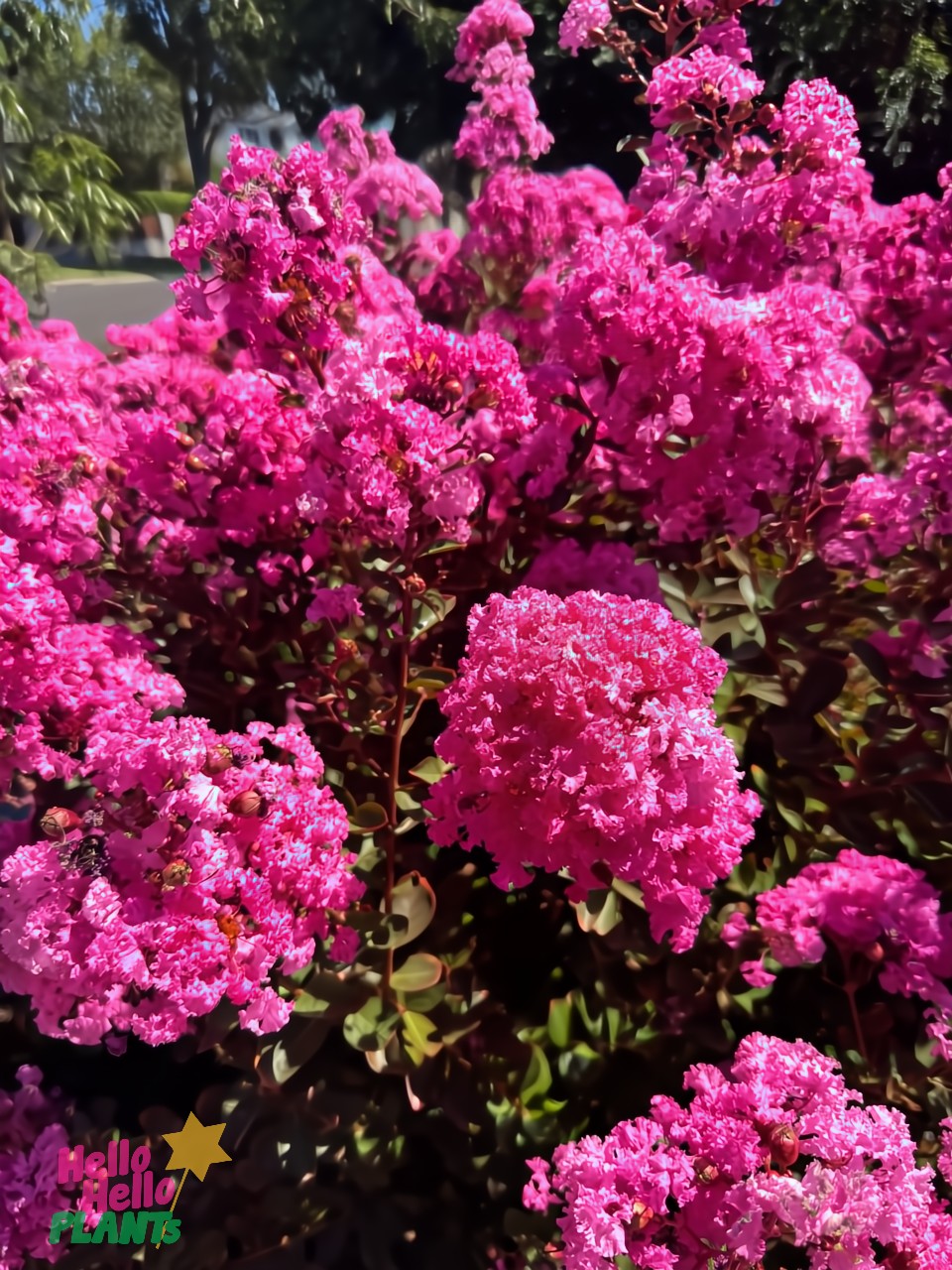 A Lagerstroemia 'Houston' Minature Crepe Myrtle 13" Pot showcases vibrant pink blooms amidst lush green leaves, with sunlight filtering through, adding elegance to any garden.