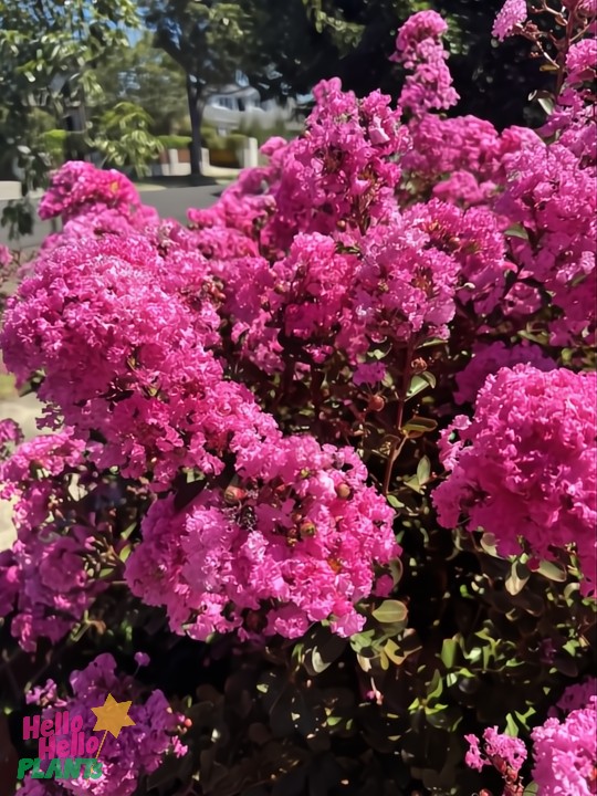 The Lagerstroemia 'Houston' Miniature Crepe Myrtle, in a 13" pot, showcases dense clusters of pink blossoms that beautifully contrast with green foliage and garden trees, making it ideal for any landscape.
