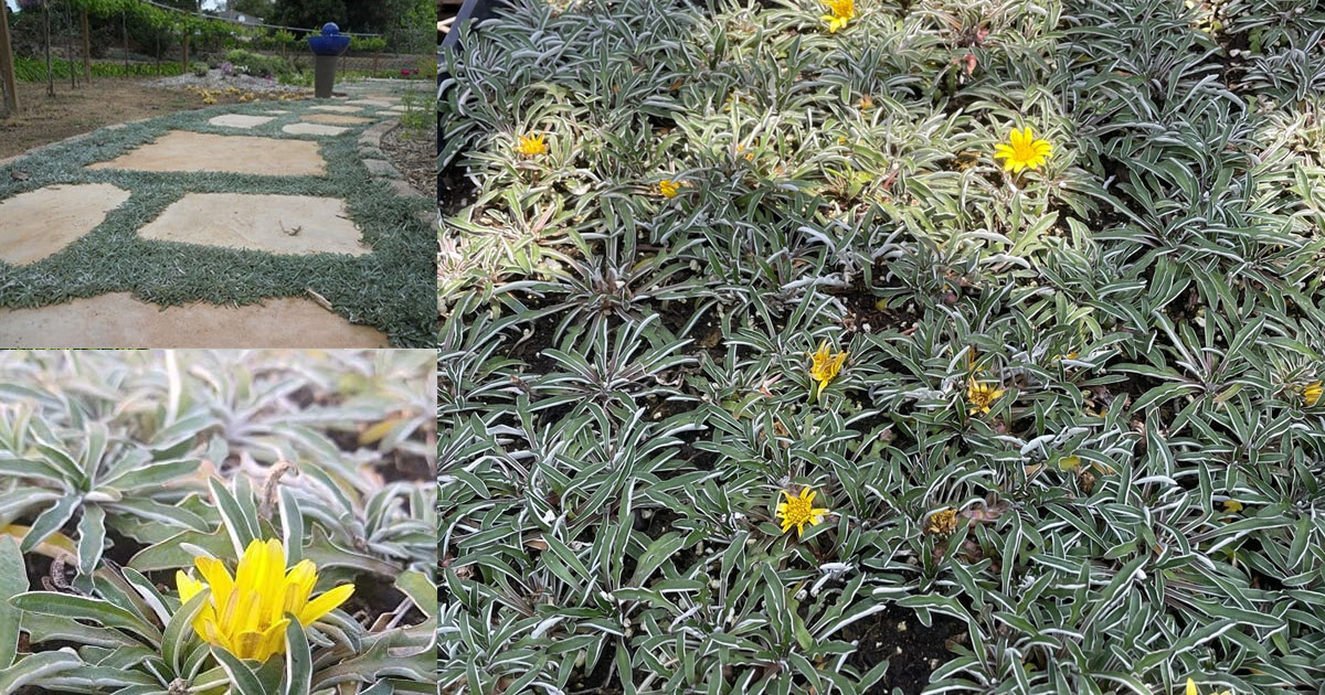 Silver Carpet is from South African but works well as a groundcover in Australia