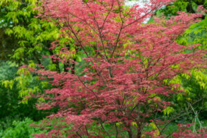 An Acer 'Atropurpureum' Upright Japanese Maple, featuring delicate branches and vivid red leaves, stands out against green foliage in a garden setting.