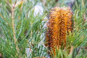 A close-up of Banksia 'Honeyeater Delight' in a 15cm pot, featuring its flower spike and green needle-like leaves.