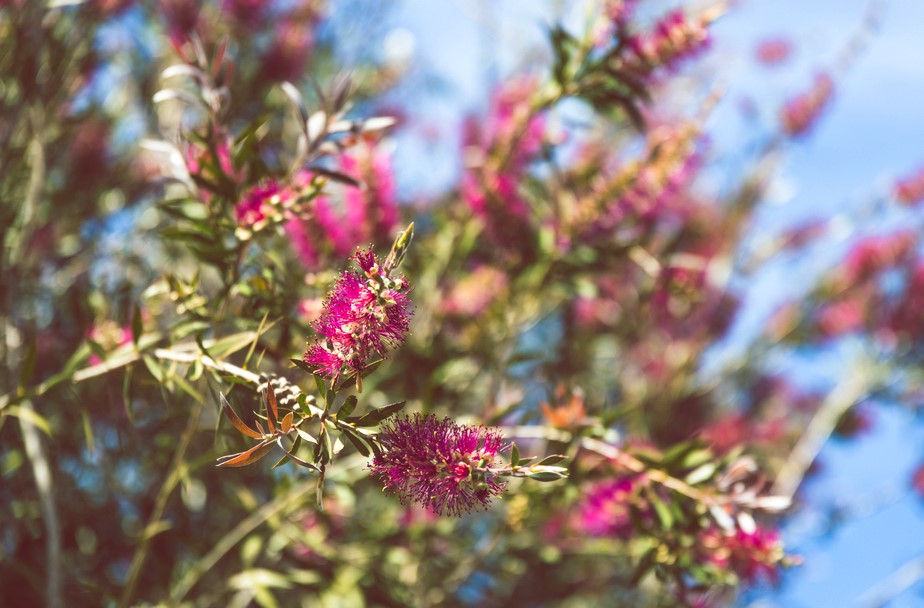 A close-up of the Callistemon 'Candy Burst™' Bottlebrush in an 8" pot, highlighting its vibrant red flowers.