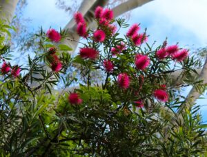 Callistemon 'Fluro Burst™' Bottlebrush 8" Pot features bright pink, spiky flowers and green leaves that stand out against tall tree trunks and a vivid blue sky.