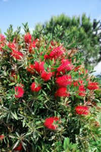 A Callistemon 'Rhapsody in Red' PBR 6" Pot features dense green leaves and vibrant red, bottlebrush flowers, shown outdoors with a clear blue sky and another tree in the background.