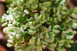 Close-up of Cotyledon 'Bear's Paw' in a 6" pot, featuring green leaves with distinctive dark red-edged tips.