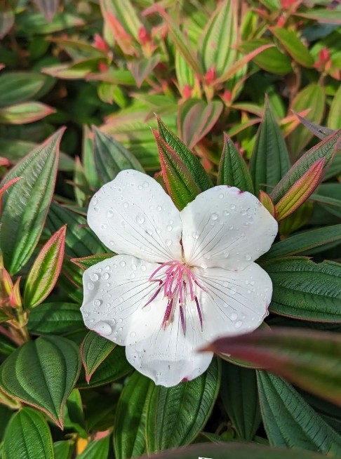 A single Tibouchina 'Peace Baby' Lasiandra bloom with pink stamens and water droplets is surrounded by green leaves with reddish edges in a 6" pot.