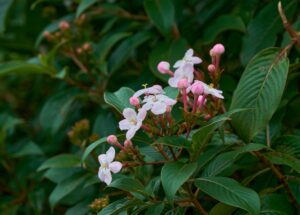 Luculia grandiflora 8" Pot features a cluster of small pink and white flowers with green leaves, ideal for outdoor display.