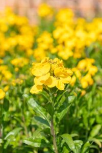 A close-up of the Cheiranthus 'Yellow' wallflower in a 10cm pot, with its vibrant yellow blooms and lush green foliage, set against a softly blurred background of more flowers and leaves.