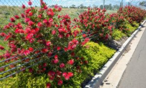 A row of Callistemon 'Redmans Fire' Bottlebrush in 20 cm pots lines a roadside by a wire fence, bordered by low green ground cover and tarmac.