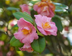 Two Camellia sasanqua 'Shell Pink' flowers with yellow centres and green leaves are blooming on a branch outdoors.