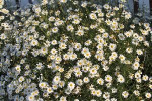 A dense cluster of blooming white Brachyscome 'Pacific Cloud' Native Daisies with yellow centres grows in a 15cm pot outdoors in natural sunlight.