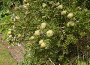 Callistemon 'Moina Formal' Bottlebrush in a 15cm pot features elongated green leaves and clusters of cream, spiky bottlebrush-like flowers, thriving in garden settings.