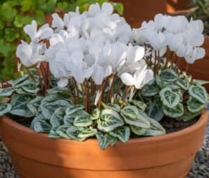 A Cyclamen 'White' 15cm Pot features white flowers and variegated green leaves, perfect for outdoor display.