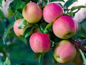 A cluster of ripe Malus 'Red Fuji' apples with water droplets hangs from the branch of a dwarf tree, surrounded by green leaves—ideal for growing in a 12" pot.
