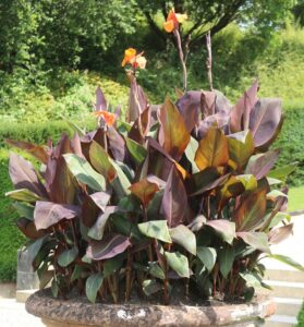 A Canna Lily 'Tropicanna' 30cm Pot displays green and reddish-purple leaves with tall stems and vivid orange blooms, set outdoors amid lush greenery.